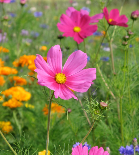 Grafic Service - Prises de vues - produits - sujets - action ou statique